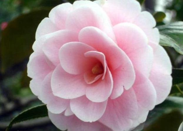 邀您共赏——山茶花