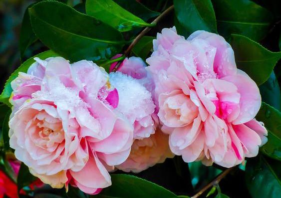 邀您共赏——山茶花