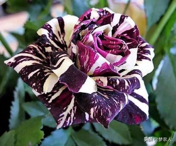 玫瑰世间难得的美