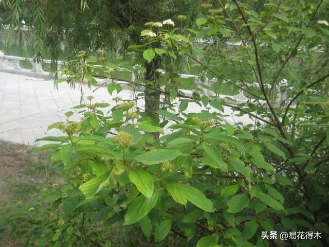 花卉观花闻香，盆景重在造型，这种植物却可以赏枝茎