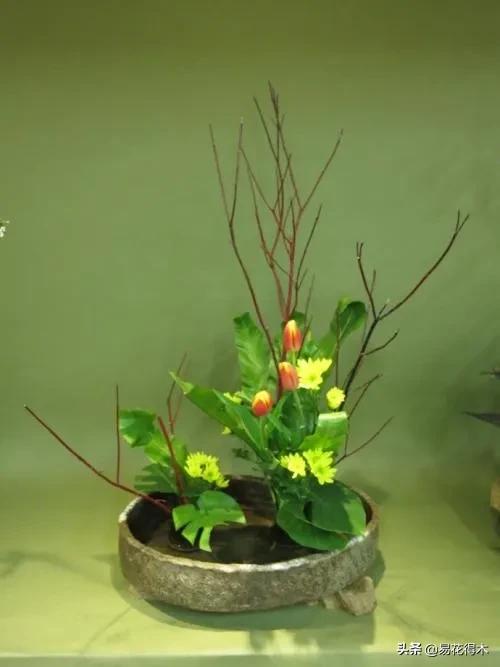 花卉观花闻香，盆景重在造型，这种植物却可以赏枝茎