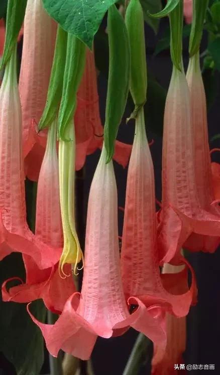 鲜花朵朵迎春来