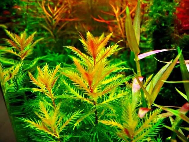 红雨伞草～水缸草的新宠，被称为沼泽美人鱼草