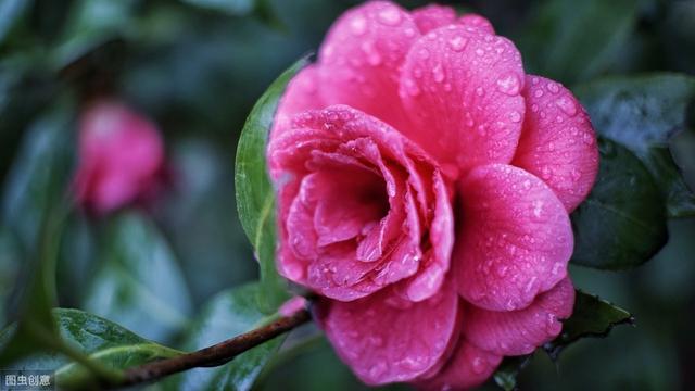 茶花开花大朵真漂亮，看着就赏心悦目