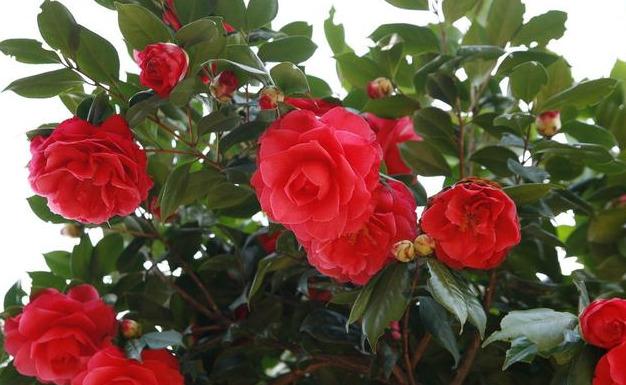 邀您共赏——山茶花