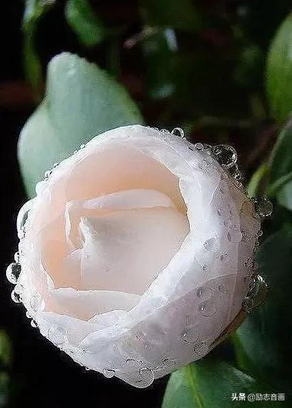 鲜花朵朵迎春来