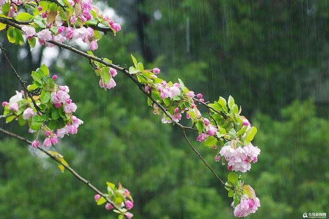 雨中花朵让人怜