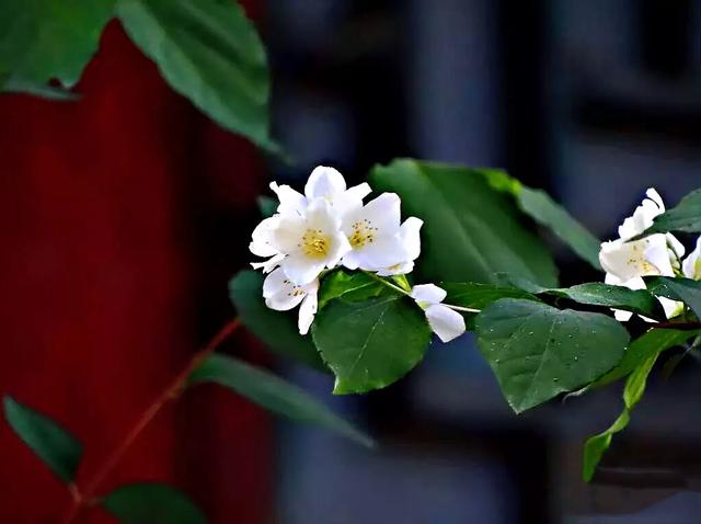 太平花～犹如玉蝶飞舞，花香似梅如兰