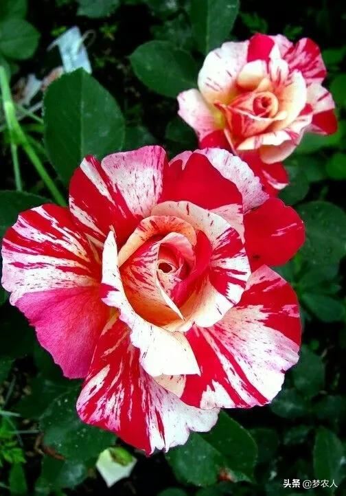 玫瑰世间难得的美