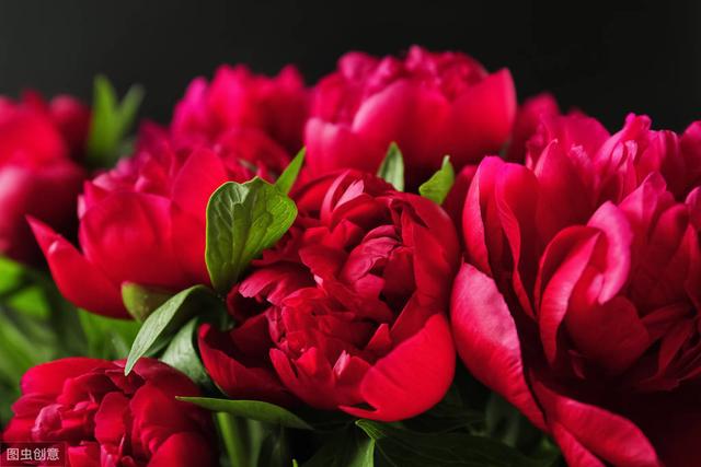 不愧是国花，牡丹花真漂亮