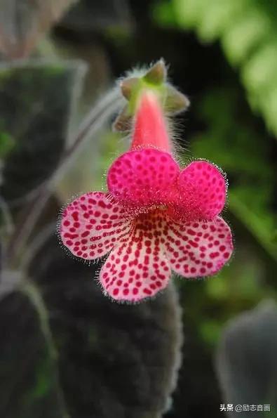 鲜花朵朵迎春来