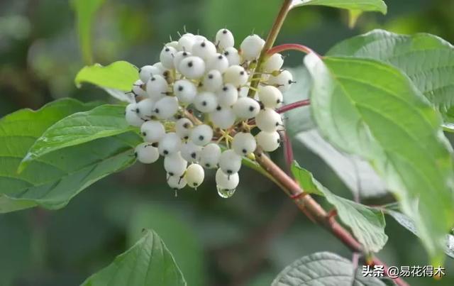 花卉观花闻香，盆景重在造型，这种植物却可以赏枝茎