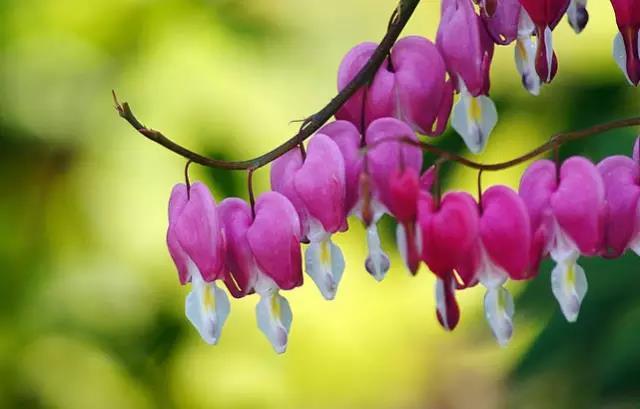 荷包牡丹花，真漂亮