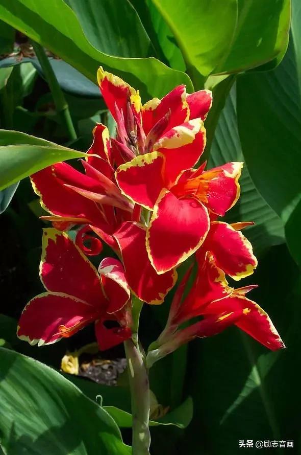 鲜花朵朵迎春来