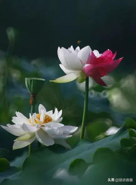 鲜花朵朵迎春来