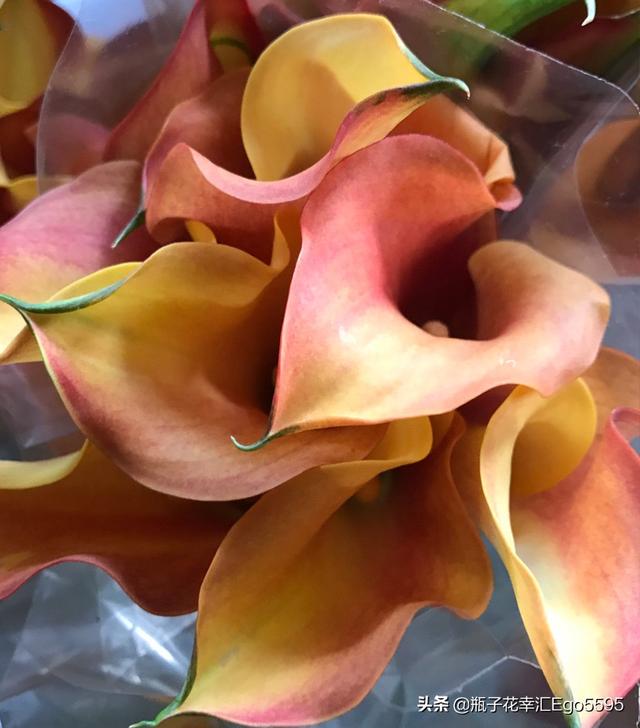 简单的花型，却透视出高雅的魅力，凛然而美丽的马蹄莲