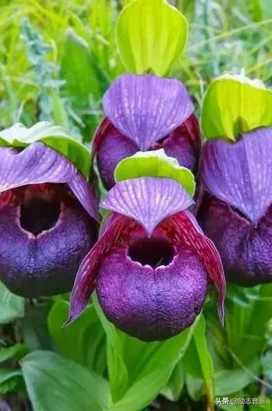 鲜花朵朵迎春来