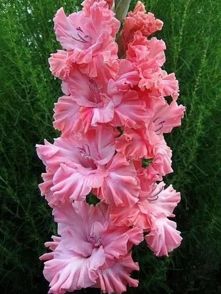 养眼鲜花照，太养眼了