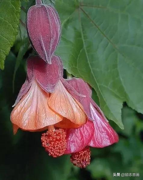 鲜花朵朵迎春来