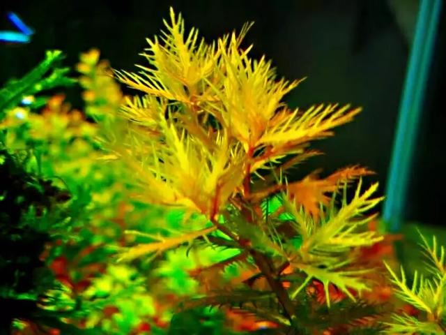 红雨伞草～水缸草的新宠，被称为沼泽美人鱼草