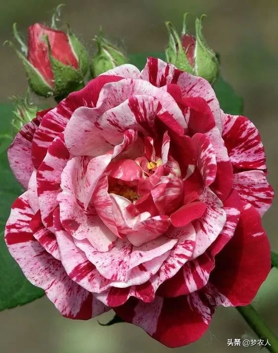 玫瑰世间难得的美