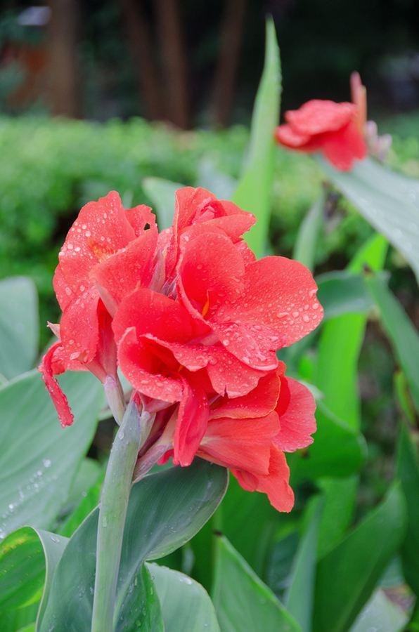 雨中花朵让人怜