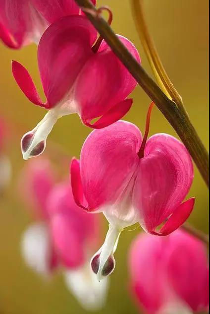 荷包牡丹花，真漂亮