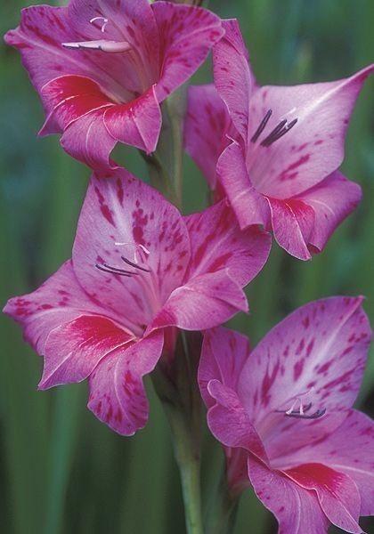 养眼鲜花照，太养眼了