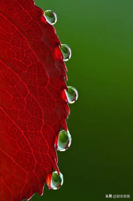 鲜花朵朵迎春来