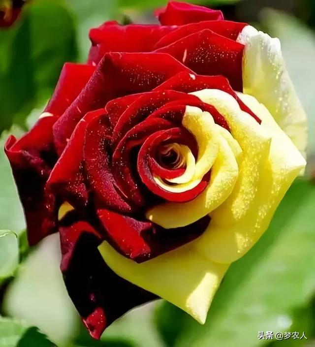 玫瑰世间难得的美