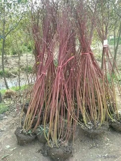 花卉观花闻香，盆景重在造型，这种植物却可以赏枝茎