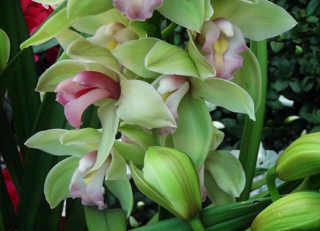 大花蕙兰适用于室内花架、阳台、窗台摆放，花朵硕大娇艳