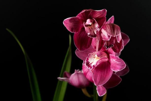 大花蕙兰适用于室内花架、阳台、窗台摆放，花朵硕大娇艳