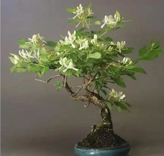 【药用观赏花卉】金银花的繁殖与盆栽管理，金银满盆，黄白相映