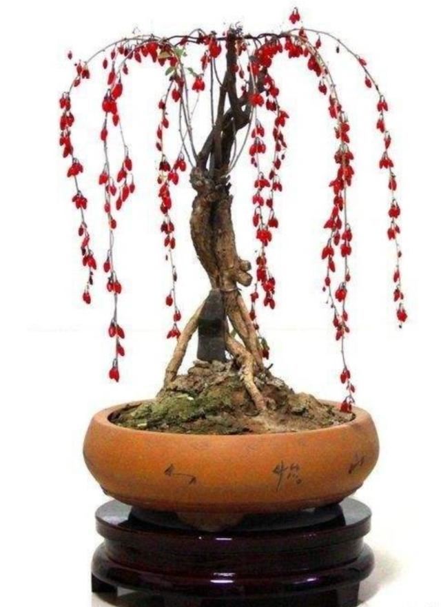 红珠垂挂的枸杞盆景，不但可供观赏，嫩梢还可作蔬菜食用