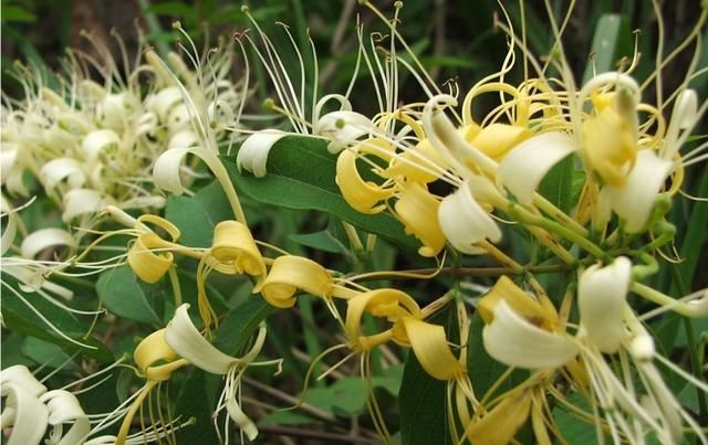【药用观赏花卉】金银花的繁殖与盆栽管理，金银满盆，黄白相映