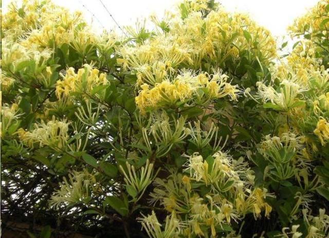 【药用观赏花卉】金银花的繁殖与盆栽管理，金银满盆，黄白相映