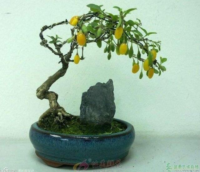 红珠垂挂的枸杞盆景，不但可供观赏，嫩梢还可作蔬菜食用