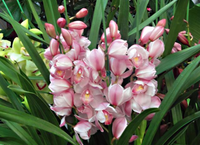 大花蕙兰适用于室内花架、阳台、窗台摆放，花朵硕大娇艳