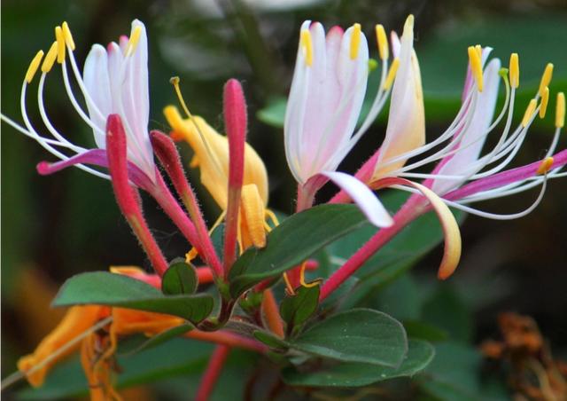 【药用观赏花卉】金银花的繁殖与盆栽管理，金银满盆，黄白相映