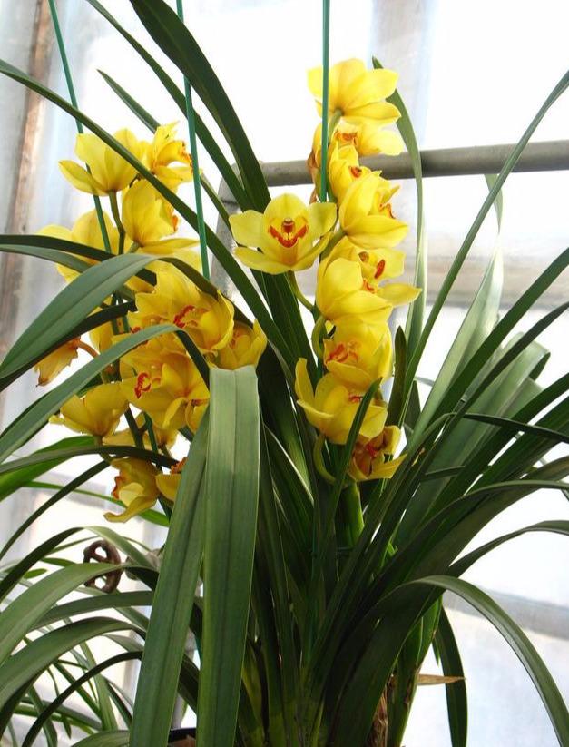 大花蕙兰适用于室内花架、阳台、窗台摆放，花朵硕大娇艳