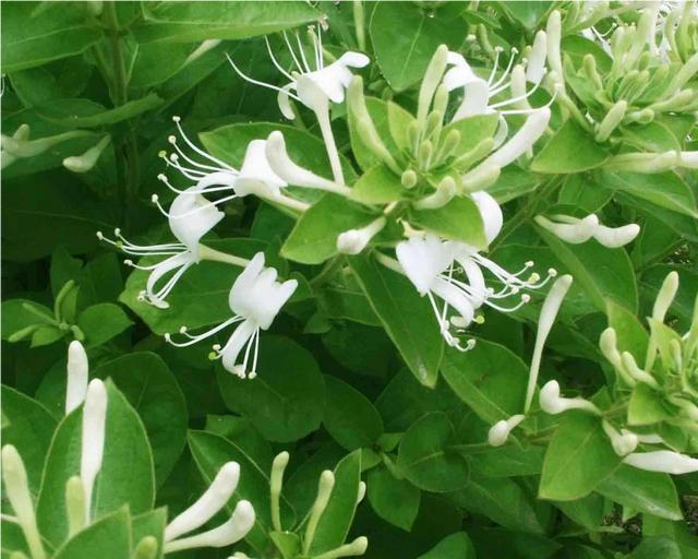 【药用观赏花卉】金银花的繁殖与盆栽管理，金银满盆，黄白相映