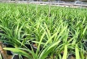 大花蕙兰适用于室内花架、阳台、窗台摆放，花朵硕大娇艳