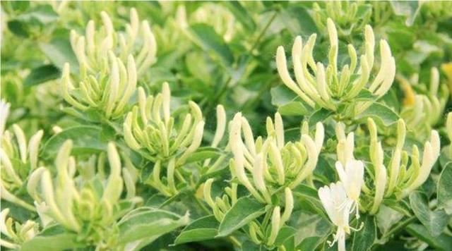 【药用观赏花卉】金银花的繁殖与盆栽管理，金银满盆，黄白相映