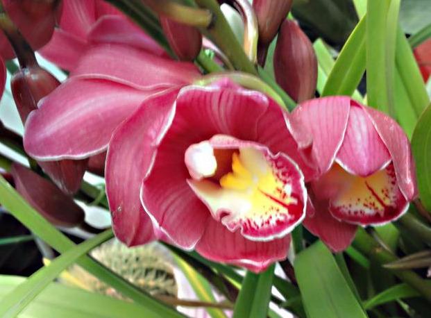 大花蕙兰适用于室内花架、阳台、窗台摆放，花朵硕大娇艳