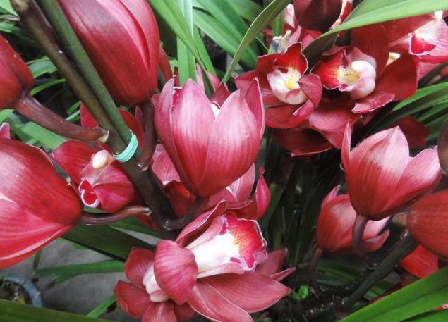 大花蕙兰适用于室内花架、阳台、窗台摆放，花朵硕大娇艳