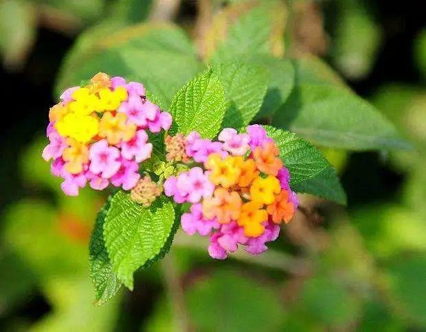 花姿柔美、花色变幻的五色梅，只要阳光充足的地方就能栽种