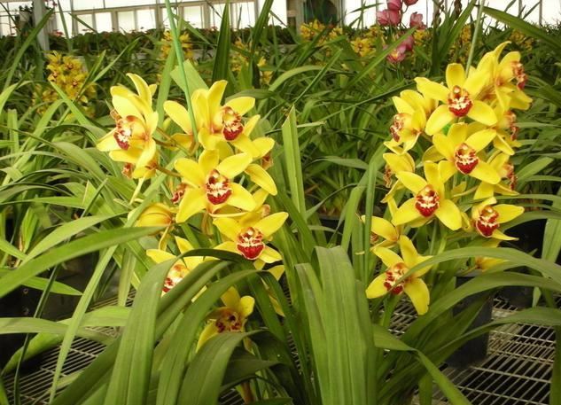 大花蕙兰适用于室内花架、阳台、窗台摆放，花朵硕大娇艳