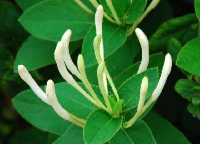 【药用观赏花卉】金银花的繁殖与盆栽管理，金银满盆，黄白相映