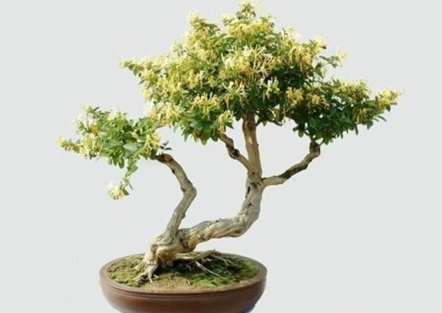 【药用观赏花卉】金银花的繁殖与盆栽管理，金银满盆，黄白相映